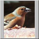 Fringilla coelebs - Buchfink m11.jpg